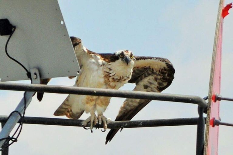 Audubon Christmas Bird Count