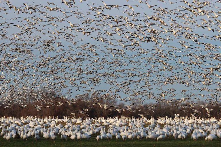 Avian Influenza outbreak in NJ with reports of dead geese