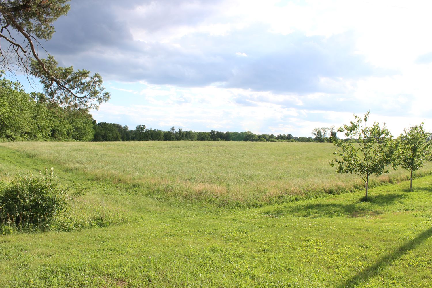 Mannington Twp. Field in late Spring
