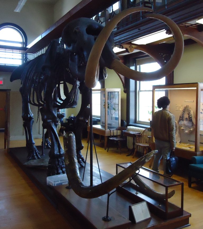 Manny the Marl Mastodon of Mannington on Display at Rutger's Geology Museum