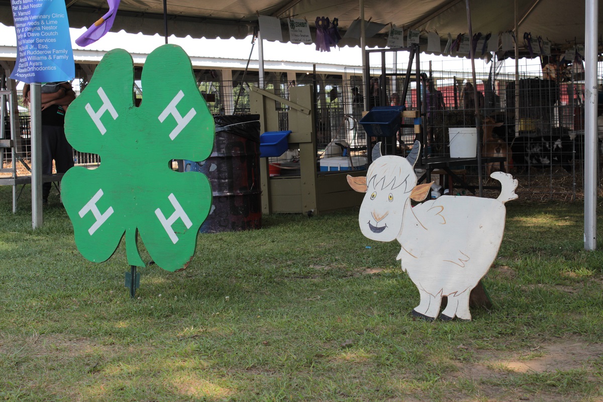 4-h sign and cow