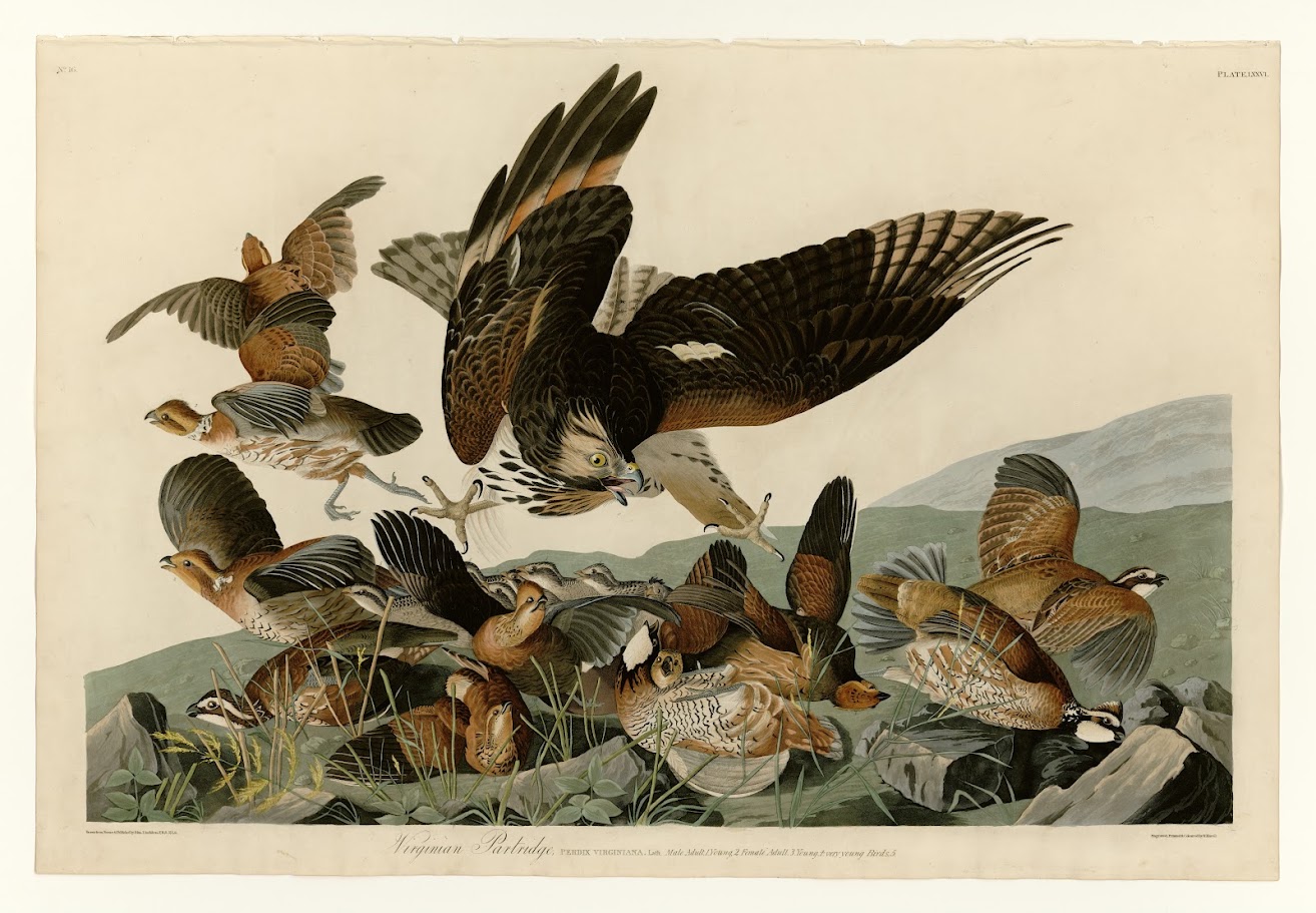Birds of America by John James Audubon depicting Virginian Partridge circa 1827-1838