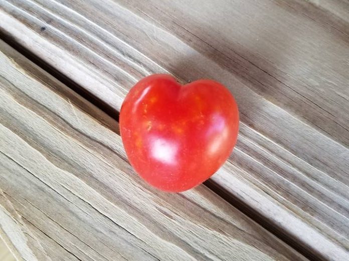 Heart Shaped... Tomato The Sovereign of South Jersey (Part 1): The Law and Logistics of the Jersey Tomato