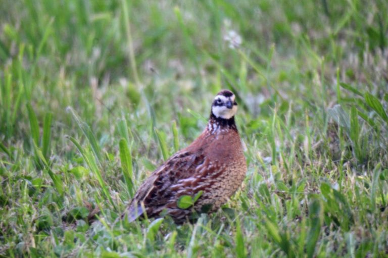 Northern Bobwhite Quail spotted in Alloway Twp. by Sara Morgan