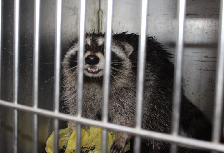 Rabies Case in Salem County
