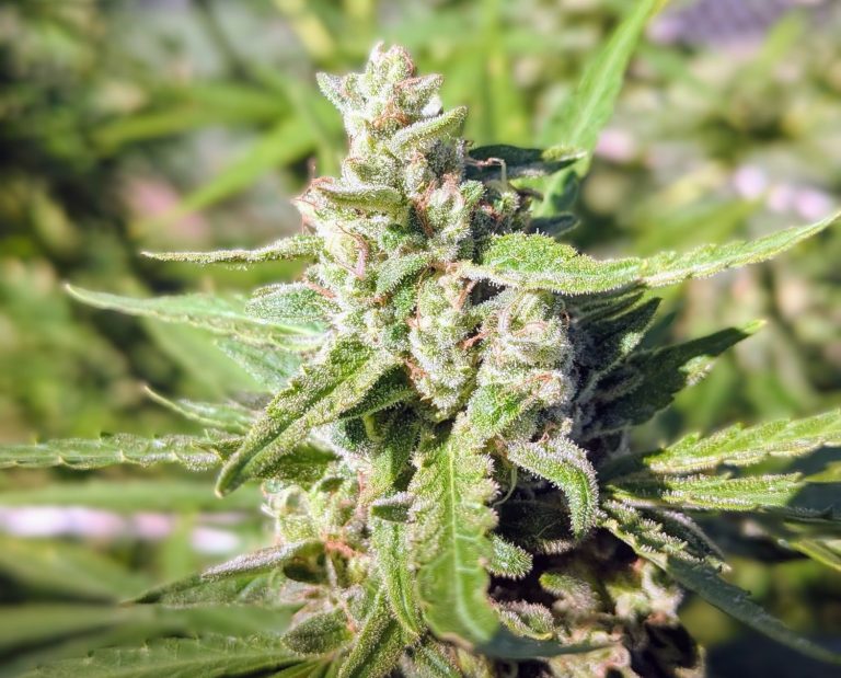 Pennsville passes ordinance to pave way for Cannabis Retail. featuredpasses resolution to pave way for Cannabis Retail. featured